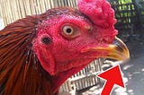 Cara Menguatkan Paruh Ayam Bangkok Super Anti Patah.