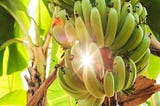 The Humble Banana: A Story of Imperialist War, Corporate Greed, and Extinction