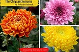 John Steinbeck’s The Chrysanthemums: Summary, Analysis, Theme, Symbols