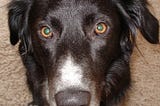 Unimpressed border collie Lily wondering why?