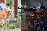 The Dog Pooping in My Yard Transformer Detectron PyTorch Tutorial