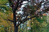 Red-leved oak tree in forest of autumnal colors. Wehr Nature Center, Greenfield, WI, USA. Image Credit: Laurel Haak. CC-BY-4.0