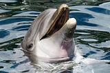 A dolphin’s disappearance — and the neuroscience behind crying