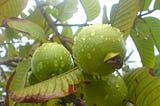 Best Facts Of Gauva Fruit