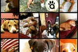 How did Trello help get puppies adopted?