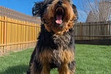 A black-and-golden-brown dog is barking in her fenced yard.