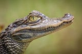 They caught the alligator
