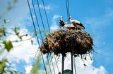 Three storks in a nest perched on a power line pylon, with a backdrop of blue sky and white clouds.