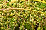 Saw Palmetto: Health Benefits