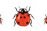 Would You Kill A Ladybird?