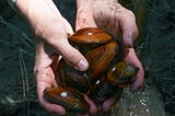 Foundation recruits mussels for habitat work