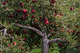 Вълшебното ябълково дърво (Детска приказка)