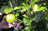 When To Harvest Sapote