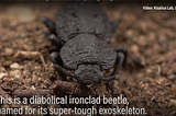 Can Product Operations learn from the diabolical beetle?