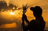 Silhouette of woman i ball cap holding branches of wheat up to a yellow sunset