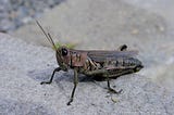 Grasshopper at Vanderbilt Mansion, Hyde Park, NY, 2000–10–08.