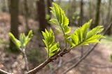 De lente is in het bos