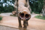 Close-up of an elephant’s trunk