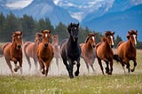 A herd of wild horses running in a field with mountains in the background.