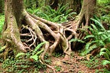 A complex tangle of tree roots and ferns