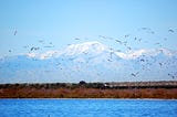 Protecting the Pacific Flyway