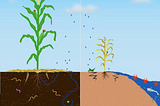 Effects of a healthy soil vs. poor soil