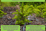 Title: Academic Teaching Statements. Contents: Image of small tree. First text bubble: You and your past experiences serve as the foundation for your future teaching and mentorship. Second text bubble: The teaching statement reflects and builds upon that foundation and describes a “tree” that will eventually grow.