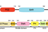 Investigating the interaction between PICK1 and dynamin for AMPA receptor endocytosis