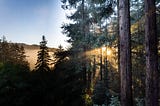 Sun shining through trees in Marin County, captured by Paulius Dragunas