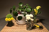 a still life photo of coin plant in white plot, surrounded by several other small vases of yellow, green, and white flowers.