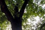 Tree trunk with three thick branches reaching up high through leaf cover.