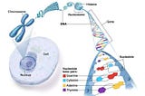 The Future of Cancer Treatments