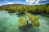 5 reasons why mangroves are great for the planet