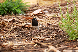 A Dark-Eyed Junco (Junco hyemalis) hops around and sings in the garden.