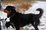 Dog Knee Braces for Young Dogs: Early Intervention and Prevention