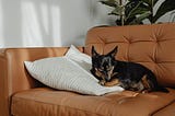 10 razas de perro ideales para vivir en un apartamento