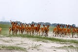 ONGC preserving the precious few… Eastern Swamp Deer