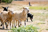 A border collie stalks three sheep in a field.