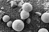 Scientists Believe These Photos Show Mushrooms on Mars — and Proof of Life