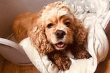 American Cocker Spaniel