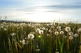 a field of dandelions gone to seed