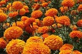 Marigold Flowers: Bright Blooms with Symbolism, Beauty, and Versatility