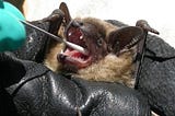 Extremely rare case of death from bat rabies in France