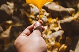 Person holding yellow gingko leaf in the autumn