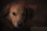 Buy Royal Canin Dog Food — DogFood
