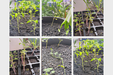 A Beginner’s Guide to Gardening Resources