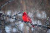 A red cardinal bird sitting on a tree branch.