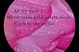 Lotus — a Photo Haiku