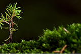A photograph of a conifer seedling growing in moss