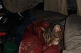 My cat, asleep on my lap, head peeking out from under the blanket.